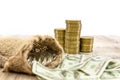 Stacks of gold coins and a bag of dollars on a white background. concept of savings, taxes or economy.