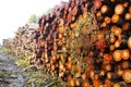 Stacks of logs of alder and birch