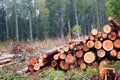 Stacks of logs birch