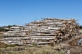 Stacks of logs of birch Royalty Free Stock Photo