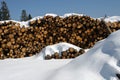Stacks of logs cut by loggers in the snow
