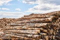 Stacks of logs and heap of firewood chocks in the lumber yard Royalty Free Stock Photo