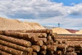 Stacks of logs and pile of wood sawdust in the lumber yard Royalty Free Stock Photo