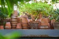 Stacks of old ceramic pots for cultivation of houseplants, azalea plant in winter garden or orangery Royalty Free Stock Photo