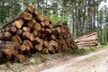 Stacks of pine logs lie at the forest road. Logging Royalty Free Stock Photo