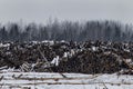 Stacks of roundwood (pine