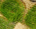 Stacks of sod rolls for new lawn Royalty Free Stock Photo