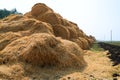 Stacks of straw on the field