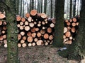 Stacks of logs cut from fallen trees Royalty Free Stock Photo