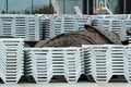 Stacks of white plastic chaise-lounge beach beds Royalty Free Stock Photo