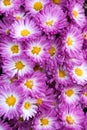 Stacy Pinkk Garden Mum Chrysanthemum in bloom with yellow center