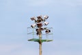 Stadium floodlight tower with reflectors with blue sky background