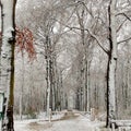 Snow trees Royalty Free Stock Photo
