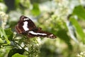 Staff Sargent butterfly on the flowers