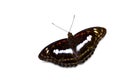 Staff sergeant butterfly