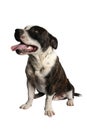 Staffie Dog Portrait Royalty Free Stock Photo