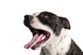 Staffie Dog Portrait Royalty Free Stock Photo