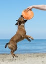 Staffie playing with frisbee Royalty Free Stock Photo