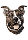 American Staffordshire terrier colored Illustration