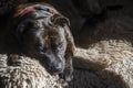 Stafford Bull Terrier lay on sheep blankets, with mischief in my eyes in e