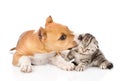 Stafford puppy biting little tabby kitten. isolated on white