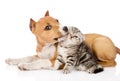 Stafford puppy kisses a scottish kitten. isolated on white