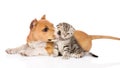 Stafford puppy kisses a scottish kitten. on white