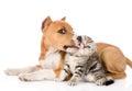 Stafford puppy kissing little tabby kitten. isolated