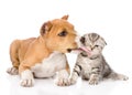 Stafford puppy licks a scottish kitten. isolated on white