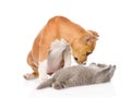 Stafford puppy playing with kitten. isolated on white background Royalty Free Stock Photo