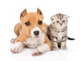 Stafford puppy and scottish kitten together. isolated