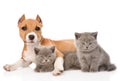 Stafford puppy and two kittens lying together. isolated on white Royalty Free Stock Photo