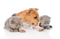 Stafford puppy and two kittens lying together. isolated on white Royalty Free Stock Photo