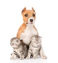 Stafford puppy and two scottish kittens sitting together. isolated