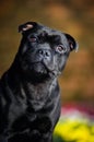 Stafford Terrier portrait against the colors Royalty Free Stock Photo