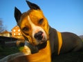 Stafford terrier on a railroad