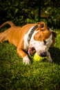 Staffordshire Amstaff dog playing in a garden