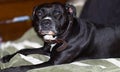 Staffordshire Bull Dog Looking towards camera sad look