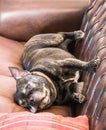 Staffordshire Bull Terrer lying on leather sofa Royalty Free Stock Photo