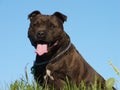 Staffordshire Bull Terrier