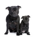 Staffordshire Bull Terrier () Royalty Free Stock Photo