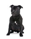 Staffordshire Bull Terrier () Royalty Free Stock Photo