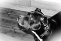 Staffordshire Bull Terrier B&w Head Shoot Looking Up