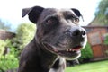 Staffordshire bull terrier close up