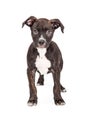 Staffordshire Bull Terrier Crossbreed Puppy Standing Royalty Free Stock Photo