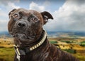 Staffordshire bull terrier dog