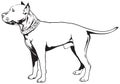 Staffordshire Bull Terrier Dog