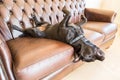 A staffordshire bull terrier dog alseep on a sofa Royalty Free Stock Photo