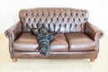 A staffordshire bull terrier dog alseep on a sofa Royalty Free Stock Photo