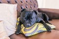 Staffordshire bull terrier dog asleep hugging a cushion on a lea Royalty Free Stock Photo